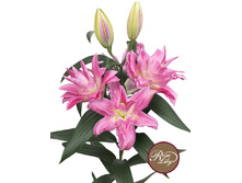 57,68���. ����� ROSELILY ��������(�������� ���� �� 5 ��., ����������� ����� 1��.)���17.jpg