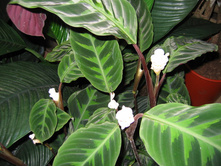 ������� ���������