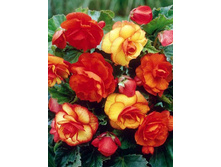 51,3���. ������� ���� №3(�������� ���� �� 2 ��., ����������� ����� 1��.).jpg