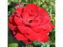 Rosa tea hybrid Helmut Kohl Rose.jpg