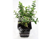 Euonymus fortunei Emerald Gaiety ��������� ������� �������� ����� 2 ltr € 3,91 293,46�..jpg