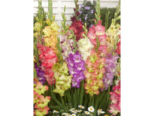 9,11���. ��������� ������ ���� �����(���������� ������ ������ ���������� �� 8 ��.).jpg