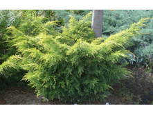 97,2���. ������������ Juniperus x pfitzeriana Saybrook Gold_P9 15-20.jpg