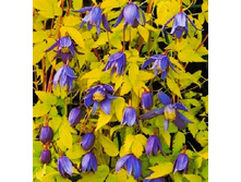 185���. �������� ��������� ����.jpg