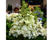 229���. ��������� ����������� ����������.jpg