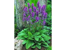 Stachys monieri Hummelo ������ (������) ����� ������� € 1,42 103,66���..jpg