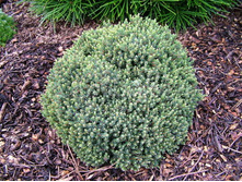 144,8���. ��� Picea glauca Blue Planet_P10.5.jpg