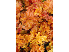 235,3���. ������� ����� �����(�������� ���� �� 1 ��., ����������� ����� 1��.)���17.jpg