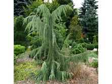 97,2���. ������������ Juniperus communis Horstmann_P10,5.jpeg