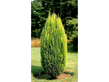 84,6���. ����������� Chamaecyparis lawsoniana Erecta Aurea_P9 20-25.jpg