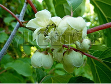 Actinidia arguta Issai ��������� ������ ����� (���� ���������������) 2 ltr € 5,91 443,08�..jpg