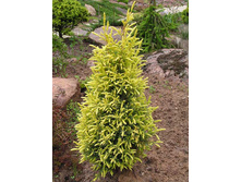 86,7���. ������������ Juniperus communis Gold Cone.jpg