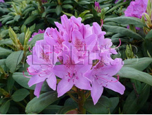Rhododendron hybrida Roseum Elegans ����������� ��������� ������ ������� -30�C 90 ltr 90-110 € 583,69 43 776,82�..jpg