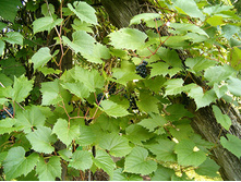 Vitis riparia Ania female ������� ���������� ��� ���� ������� 2 ltr € 5,31 398,08�..jpg