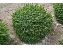 86,7���. ��� Picea omorika Karel_P9 12-15.jpg