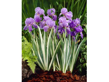 172,1���. ���� (pallida) ���������(�������� ���� �� 1 ��., ����������� ����� 1��.)���16.jpg