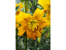 39,96���. ����� ������ �����(��� 5 ��. ���������� �� 2��.)���16.jpg