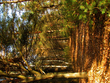 IMG 7729 f.jpg