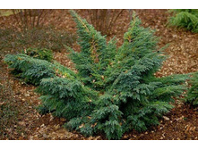 86,7���. ������������ Juniperus squamata Hunnetorp_P9 15-20.jpg