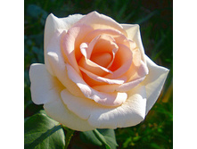 Rosa tea hybrid Osiana.jpg