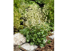 172,1���. ������� ����������(�������� ���� �� 1 ��., ����������� ����� 1��.)���17.jpg