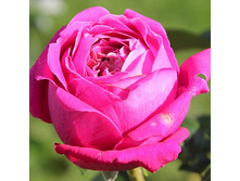 Rosa tea hybrid Senteur Royale.jpg