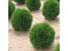 ��� Thuja occ. Little Giant P17(C2) 20-25 CM-5,59 ��� 10��.jpg