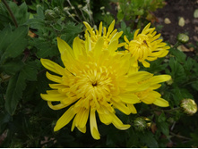 ���������� ���������  �������� ��������