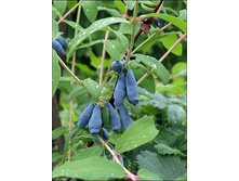 Lonicera kamtschatica Tomiczka ��������� ���������� ������� 2 ltr € 4,95 371,08�..jpg