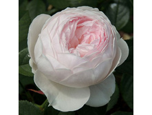 Rosa floribunda Herzogin Christiana.jpg