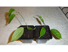 ������������ ������������� (Clerodendrum speciosissimum) -