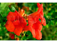 Campsis radicans Ursynow ������� ������������� ������� 2 ltr € 6,06 454,33�..jpg