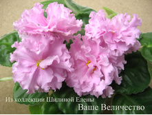 Vashe velichestvo.jpg