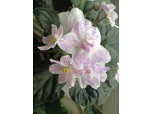 �� - ��������