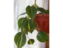 ����������� "��������"