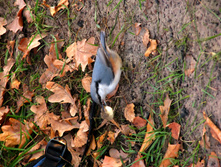 IMG 7761 f.jpg
