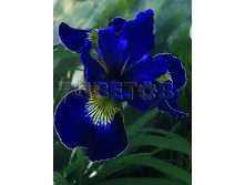 Iris sibirica Golden Edge ���� ��������� ������ ��� € 0,77 56,21���..jpg