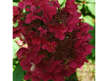 226���. ��������� ����������� ���� ���.jpg