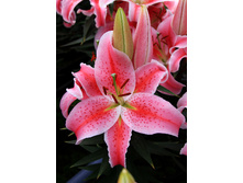 43,34���. ����� ����� ������(��� 5 ��. ���������� �� 2��.)���17.jpg