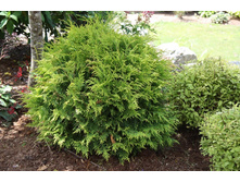 ��� Thuja occidentalis Woodwardii-94,10.jpg