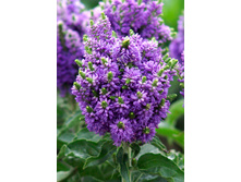 124,7���. �������� ��� ����(�������� ���� �� 1 ��., ����������� ����� 1��.).jpg