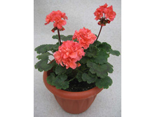 Annsbrook Peaches(���� ����)