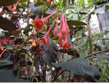 DSCF8110.JPG