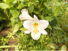 DSCN1530.JPG