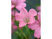 Geranium endressii Wargrave Pink ������ �������� �������� ���� € 0,77 56,21���..jpg