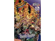 62,35���. ������� ����� �����(�������� ���� �� 2 ��., ����������� ����� 1��.).jpg