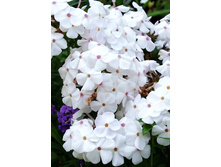 117,65���. ����� ����� ����(�������� ���� �� 2 ��., ����������� ����� 1��.)���17.jpg