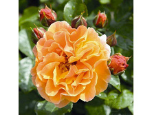 Rosa park Arabia.jpg