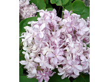 310���. ������ ������������ ������ ������ �������.jpg