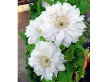 �������� ���� ��������-229.jpg